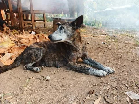 Stray brindle dog lying on the ground near coconut husks 库存照片