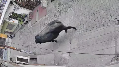 Stray bull charges elderly man on street in broad daylight, sparking pani... Stock Footage 324078216