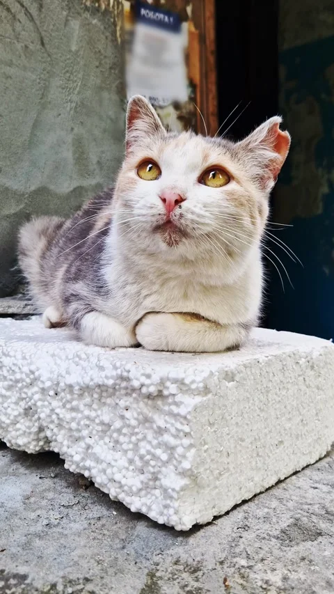 Stray Calico Cat Sitting on Styrofoam Block Looking Up Outdoors Video stock 339076147