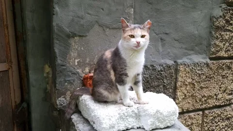 Stray Calico Cat Sitting on White Styrofoam Block Near Rough Wall Stock Footage 339079266