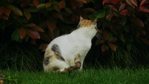 Stray Calico cat standing next to bushes Stock Footage 332728252
