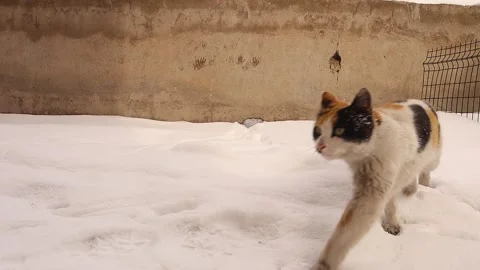 Stray Calico Cat Walking Through Snow Searching for Food in Urban Backyard Stock Footage 327396726