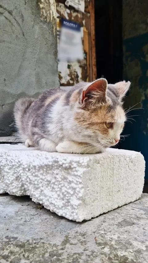 Stray Calico Kitten Resting on White Styrofoam Block in Urban Alley Stock-Footage 339076060