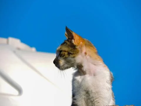 A stray, calico-patterned cat featuring white, orange, and tabby patches Stock Photos