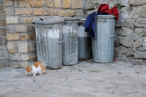 Stray cat and garbage containers Stock Photos