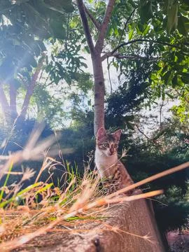 Stray cat and light reflection in the bushes 스톡 사진