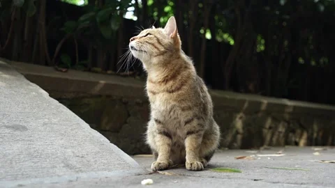 Stray Cat Asking for help at Wuxi Longshan Scenic Spot Stock Footage 336648757