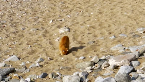 A stray cat on a beach Stock Footage 150999213