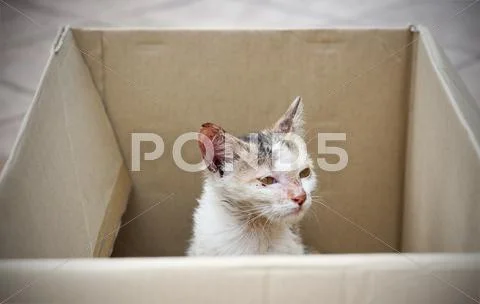 Stray cat being rescued Stock Photos