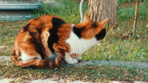 A stray cat of black and orange color eats food on the street. People feed stray Stock Footage 221997696