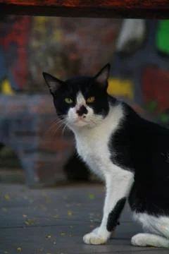 Stray Cat with Blurred Background Stock Photos