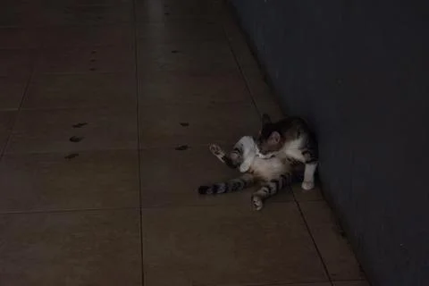 Stray Cat Cleaning Itself on Brown Floor Tiles Stock Photos