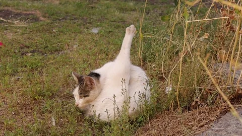Stray cat cleaning itself in the park. Cats, Pets, pet. Wild Animals, animal Stock Footage 252516127