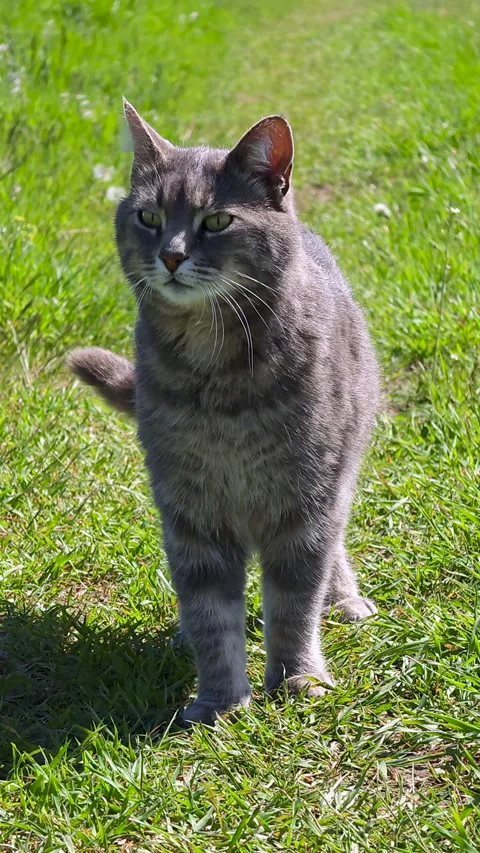 Stray Cat Close Up Portrait in Nature. Animal Walks Outdoor in Green Grass .. Stock Footage 344311950