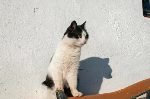 Stray cat closeup Stock Photos