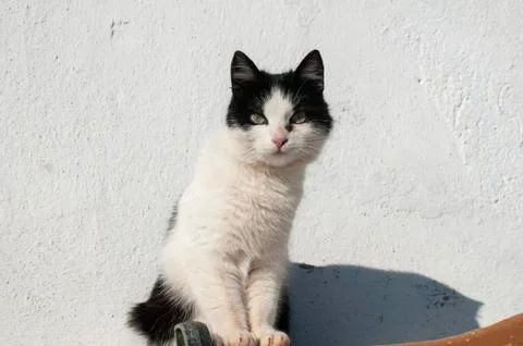 Stray cat closeup Stock Photos