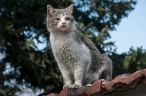 Stray cat closeup Stock Photos
