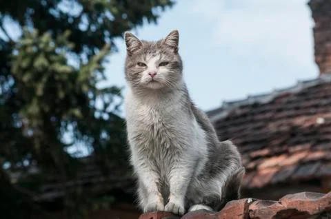 Stray cat closeup Stock Photos