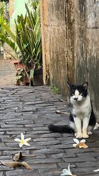 Stray cat on cobblestone path Stock Photos