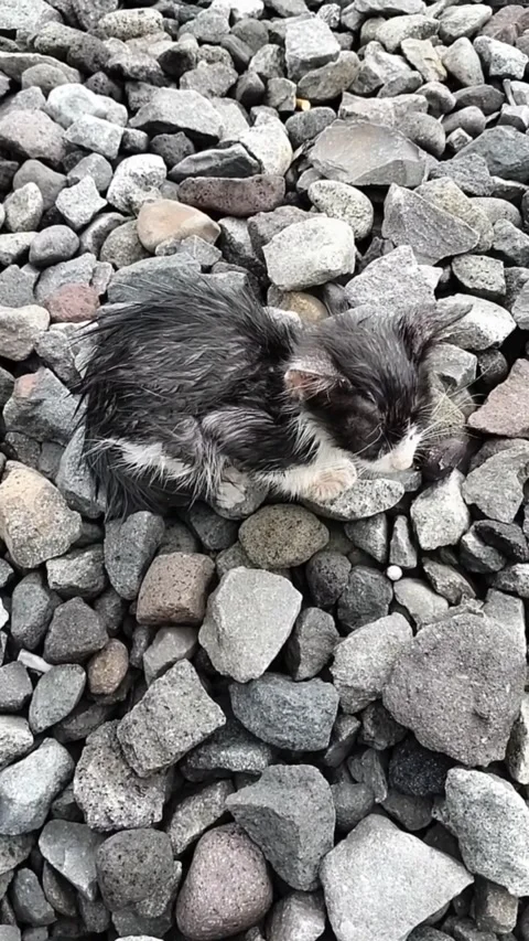 Stray cat cold and adopted Stock Footage 219521079