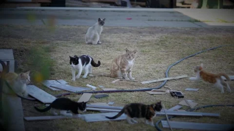 Stray cat colony image in shabby place Stock Footage 157992802