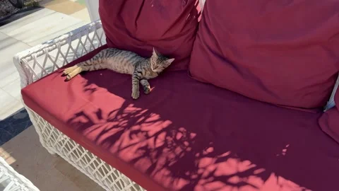 A stray cat comfortably lying on a sofa in an outdoor caf, enjoying a peacefu 動画素材 305389124