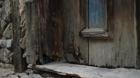 Stray cat coming out of old wooden door hole and meow Stock Footage 115350854