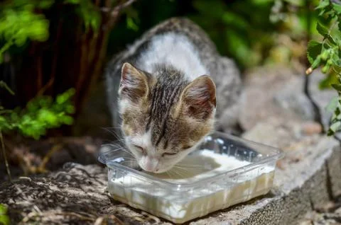 The stray cat is drinking milk. Stock Photos