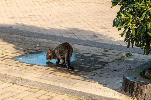 A stray cat drinking from a puddle Stock Photos
