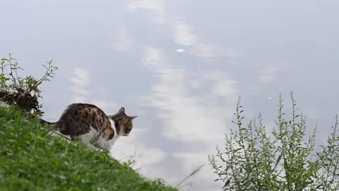 The stray cat is drinking water Stock Footage 133281227