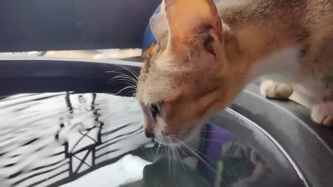 Stray cat drinking water 库存影片 227286981
