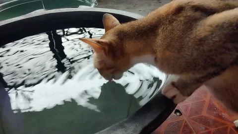 Stray cat drinking water 库存影片 227287868