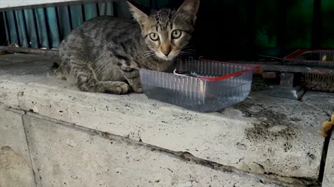 Stray cat drinking water in a plastic bowl.Handheld shooting,unfocused Stock-Footage 156325756