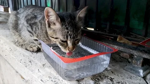 Stray cat drinking water in a plastic bowl.Handheld shooting,unfocused Stock Footage 156326585