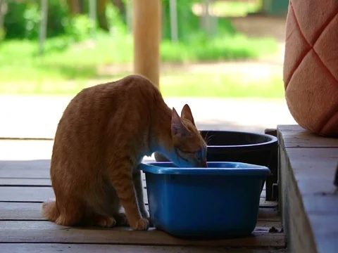 Stray cat drinking water from pot to reduce heat of summer 스톡 동영상 77438076