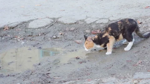 A stray cat drinks water from a puddle Stock Footage 141536987