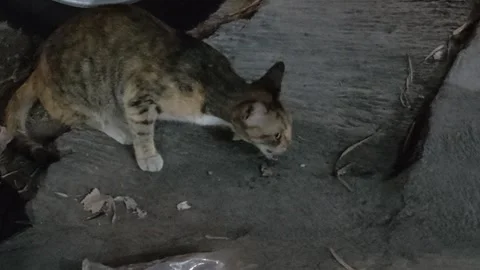 Stray cat eating activity Stock Footage 287790021