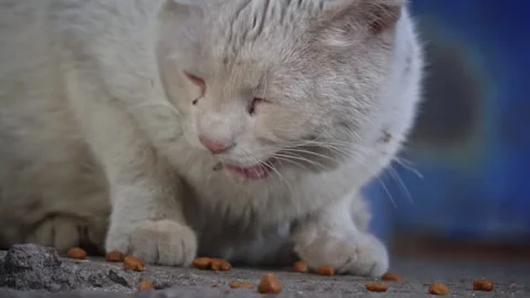 Stray Cat Eating, Close-Up View Stock Footage 275824324