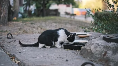 Stray Cat Eating from Discarded Container Stock Footage 284875030