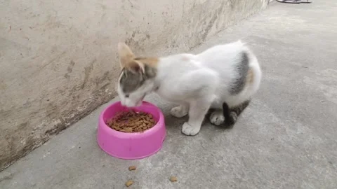 Stray cat is eating dry cat food Stock Footage 280453156