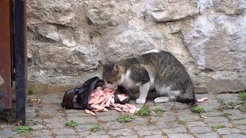 A stray cat eating fish hungrily from a black bag in street. Vídeos de archivo 99698199