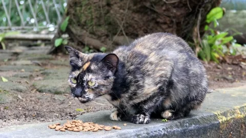 Stray cat eating Video stock 280955296