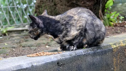 Stray cat eating Stock Footage 280955683