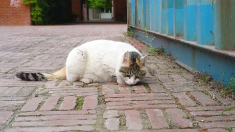 Stray cat eating on the ground Stock Footage 197918670