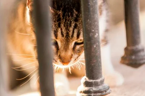 A stray cat is eating Stock Photos