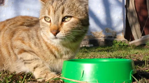 Stray cat eats cat food from a green bowl on the street. Close up video of cat Stock-Footage 188576917