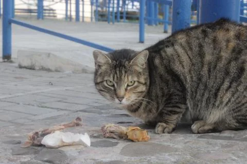 Stray cat eats discarded scraps. Stock Photos