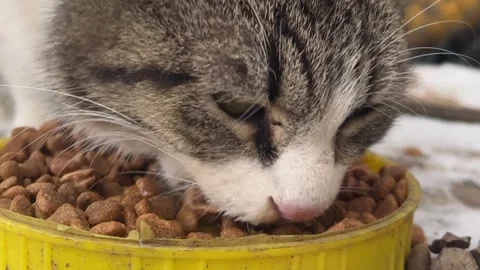 Stray cat eats dry food from yellow bowl in yard Stock Footage 308342740