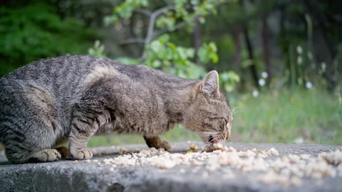 A stray cat eats the finely crumbled food brought to her. Stock Footage 244266603