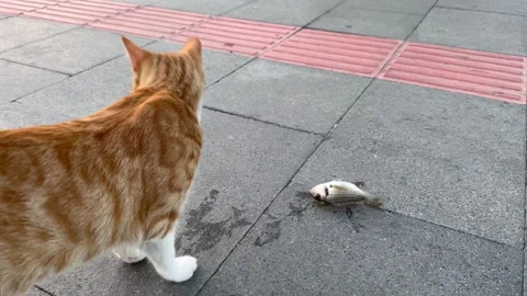 A stray cat eats a fish caught by a fisherman Stock Footage 245391811